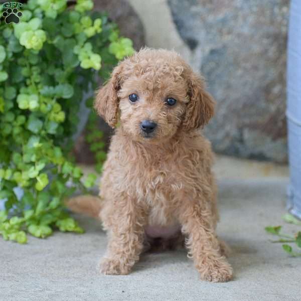 Callie, Mini Goldendoodle Puppy