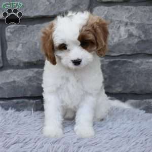 Alice, Cavapoo Puppy