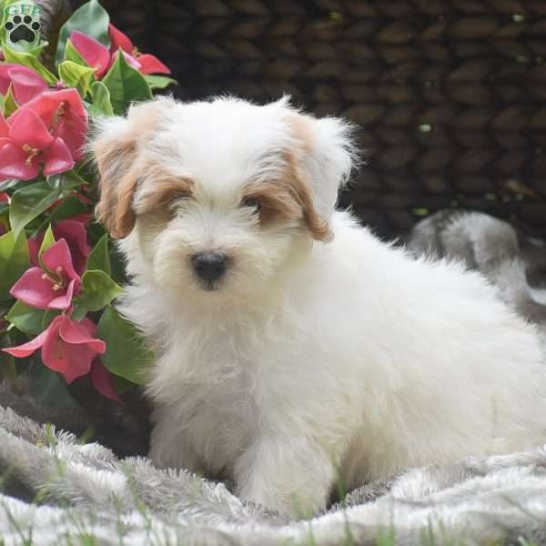 Spot, Mini Aussiedoodle Puppy