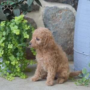 Callie, Mini Goldendoodle Puppy