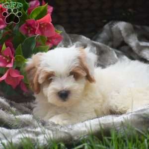 Spot, Mini Aussiedoodle Puppy