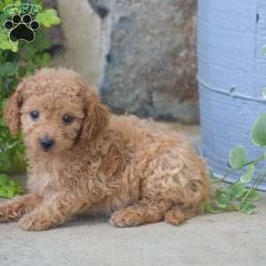 Callie, Mini Goldendoodle Puppy