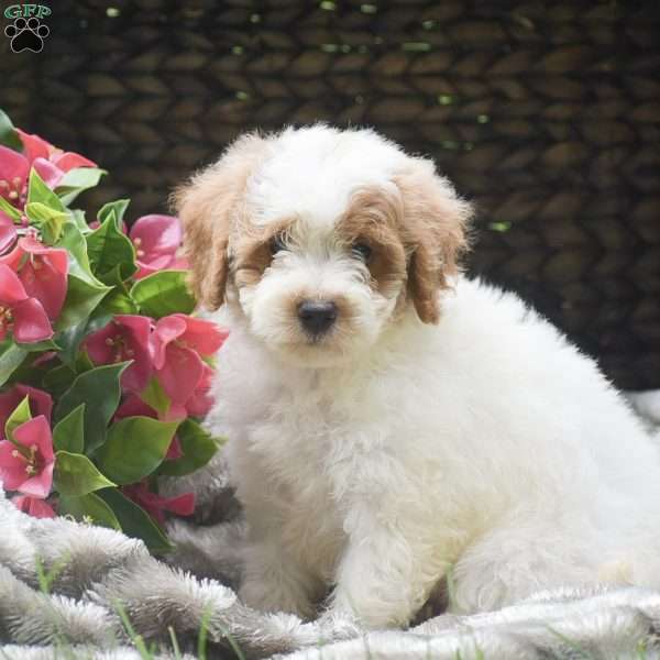 Shadow, Mini Aussiedoodle Puppy