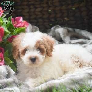 Shadow, Mini Aussiedoodle Puppy