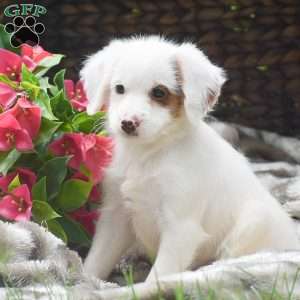 Shelby, Mini Aussiedoodle Puppy