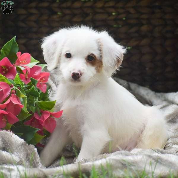 Shelby, Mini Aussiedoodle Puppy
