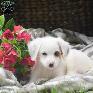 Shelby, Mini Aussiedoodle Puppy