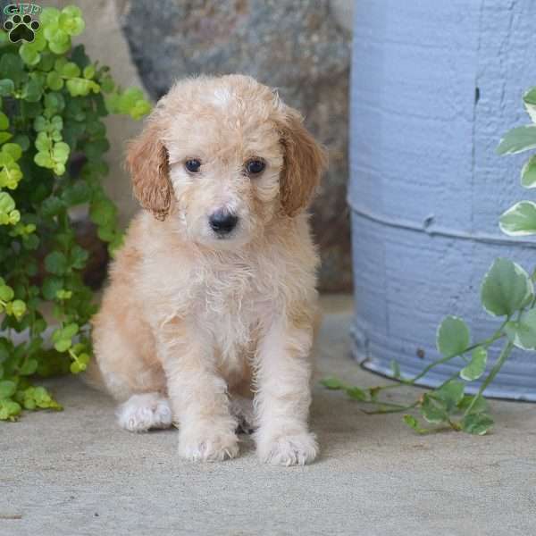 Cooper, Mini Goldendoodle Puppy