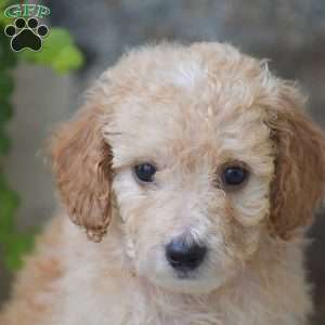 Cooper, Mini Goldendoodle Puppy