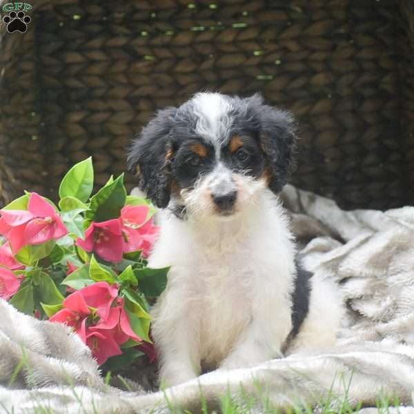 Sneakers, Mini Aussiedoodle Puppy