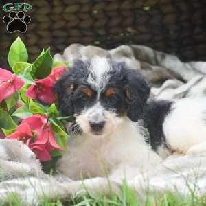 Sneakers, Mini Aussiedoodle Puppy