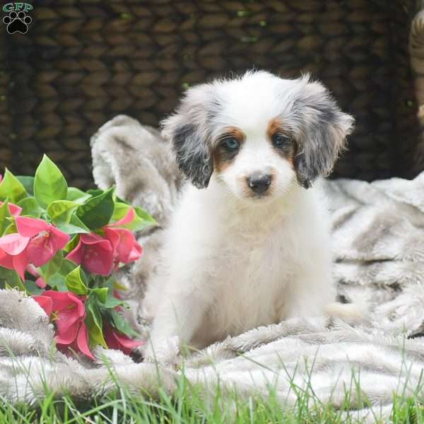Savannah, Mini Aussiedoodle Puppy