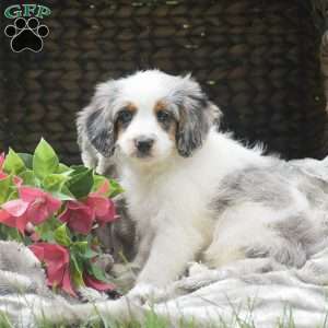 Savannah, Mini Aussiedoodle Puppy