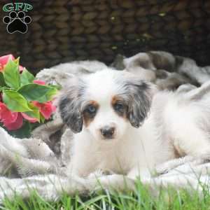 Savannah, Mini Aussiedoodle Puppy