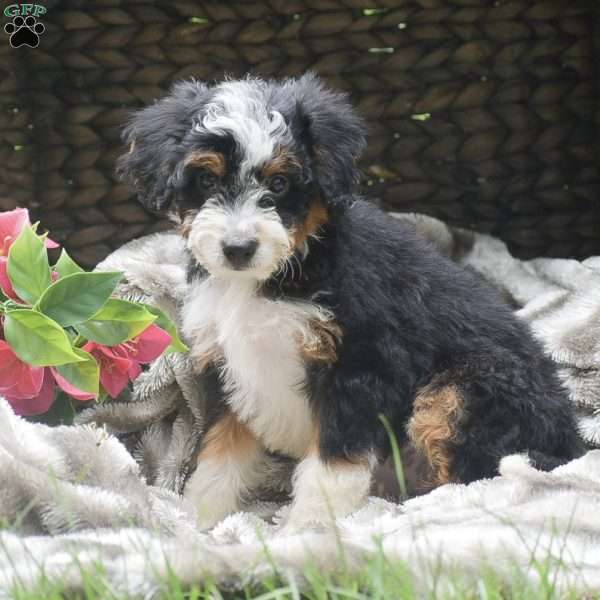 Sasha, Mini Aussiedoodle Puppy