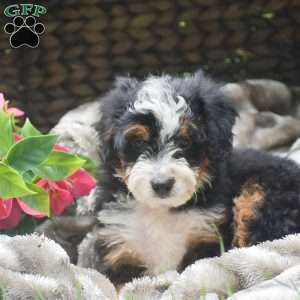 Sasha, Mini Aussiedoodle Puppy