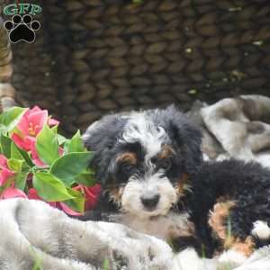 Sasha, Mini Aussiedoodle Puppy
