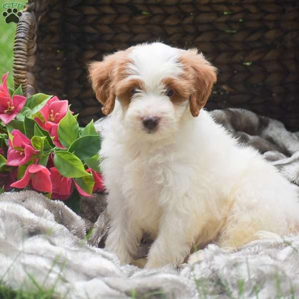 Samson, Mini Aussiedoodle Puppy