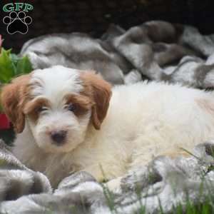 Samson, Mini Aussiedoodle Puppy
