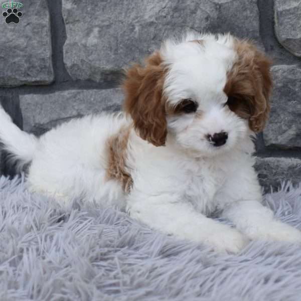 Alice, Cavapoo Puppy