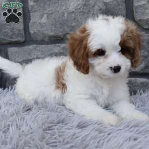 Alice, Cavapoo Puppy