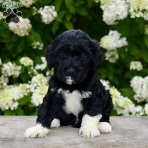 Maggie, Portuguese Water Dog Puppy