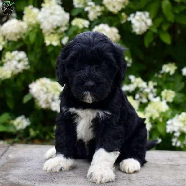 Maggie, Portuguese Water Dog Puppy