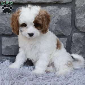 Alice, Cavapoo Puppy