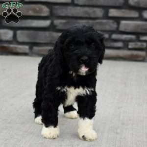 Maggie, Portuguese Water Dog Puppy