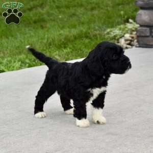 Maggie, Portuguese Water Dog Puppy