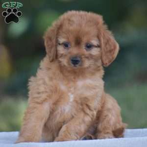 Misty, Cavapoo Puppy