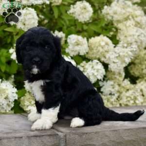Maggie, Portuguese Water Dog Puppy