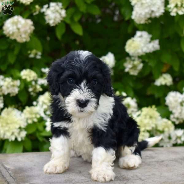 Molly, Portuguese Water Dog Puppy