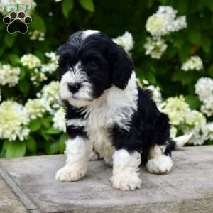 Molly, Portuguese Water Dog Puppy