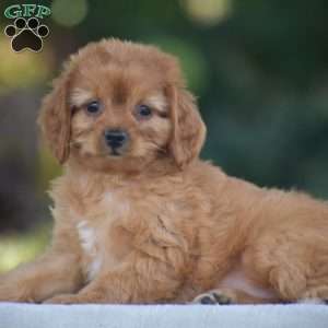 Misty, Cavapoo Puppy