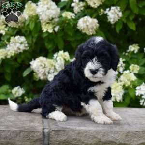 Molly, Portuguese Water Dog Puppy