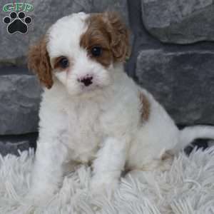 Alice, Cavapoo Puppy