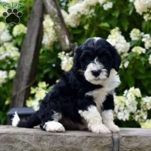 Molly, Portuguese Water Dog Puppy