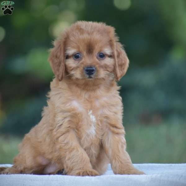 Misty, Cavapoo Puppy