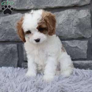 Alice, Cavapoo Puppy