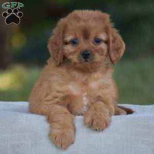 Misty, Cavapoo Puppy