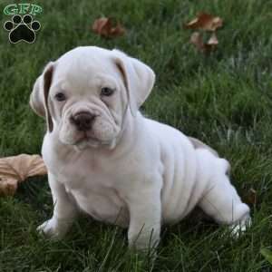 Turbo, Beabull Puppy