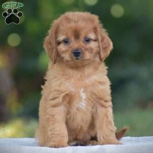Misty, Cavapoo Puppy