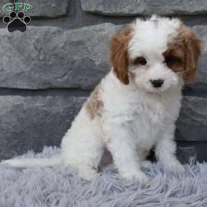 Alice, Cavapoo Puppy