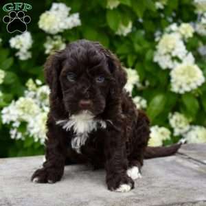 Moe, Portuguese Water Dog Puppy