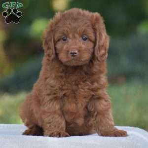 Miles, Cavapoo Puppy