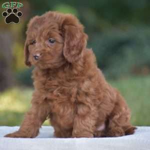 Miles, Cavapoo Puppy