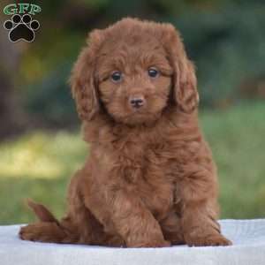 Miles, Cavapoo Puppy