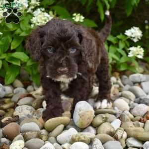 Moe, Portuguese Water Dog Puppy