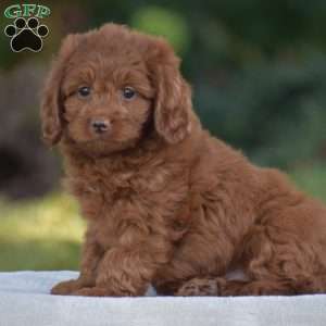 Miles, Cavapoo Puppy